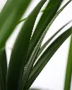 unsplash_jGCsA-oHp8c_kentia palm.webp.jpg