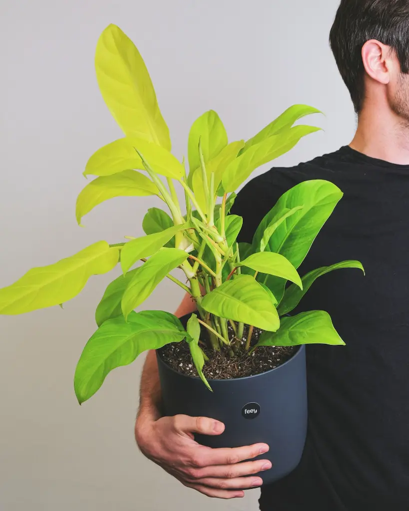 Philodendron ceylon gold