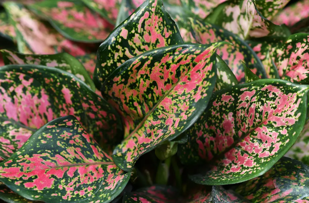 unsplash_fhY3lp3KCx4_AGLAONEMA.webp