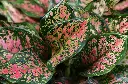 unsplash_fhY3lp3KCx4_AGLAONEMA.webp