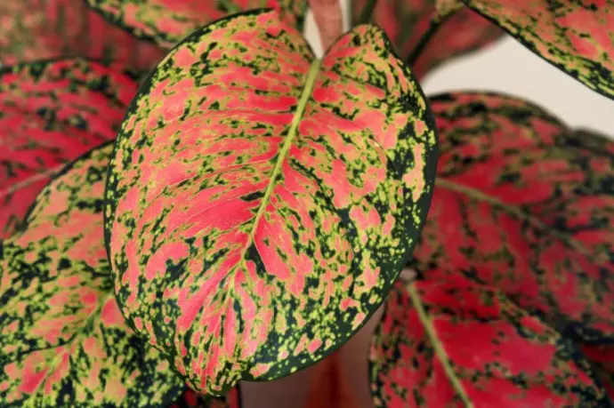 Aglaonema pink