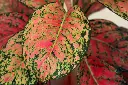 Aglaonema pink