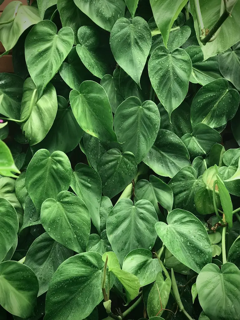 unsplash_lCctgKprTWs_heart leaf philodendron.webp