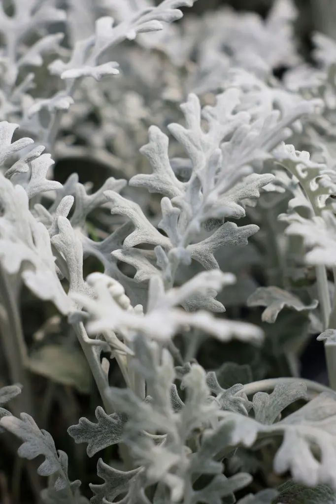 unsplash__HyYqEOOs3U_silver wormwood plant.webp.jpg