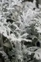 unsplash__HyYqEOOs3U_silver wormwood plant.webp.jpg