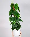 unsplash_wuonIVmt_KM_HEART LEAF PHILODENDRON.webp