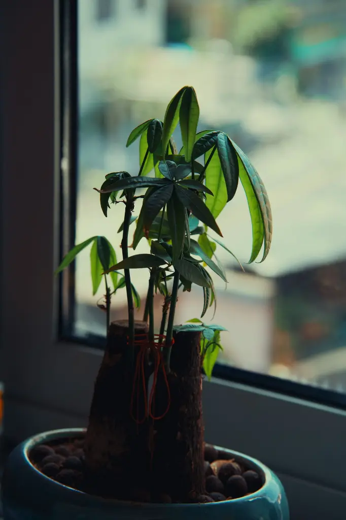 unsplash_o3wlEHi33QA_MONEY PLANT.webp