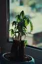 unsplash_o3wlEHi33QA_MONEY PLANT.webp