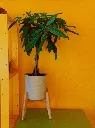 unsplash_BrbUdECo_5M_MONEY PLANT.webp.jpg