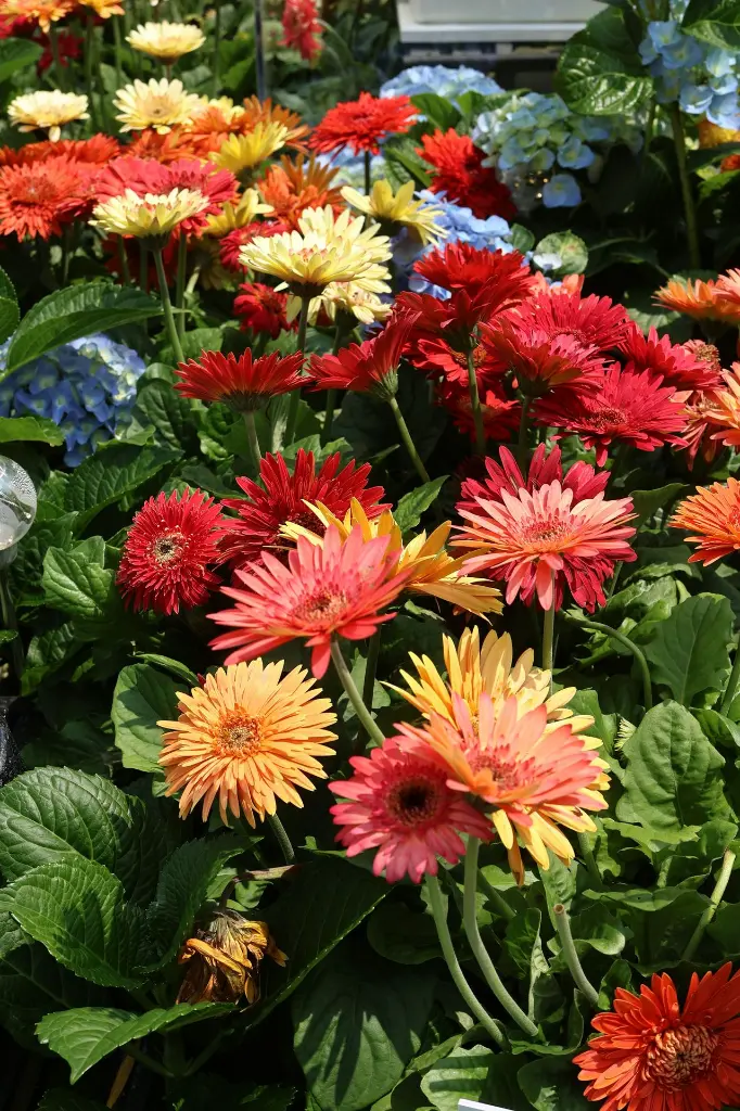 unsplash_WDFkvymE2pU_gerbera plant.webp.jpg