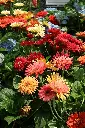 unsplash_WDFkvymE2pU_gerbera plant.webp.jpg