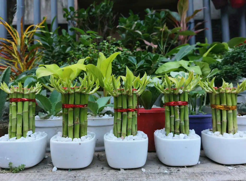 Lucky Bamboo