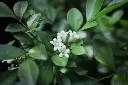 unsplash_ErJqKmHMDc4_orange jasmine.webp.jpg