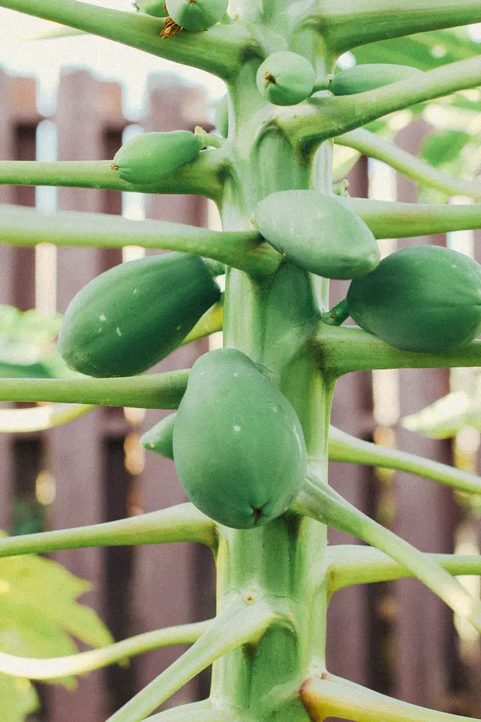 unsplash_FUtMRSK4MCg_papaya plant.webp.jpg