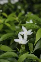 unsplash_Wcs8UWG1zi0_jasmine.webp