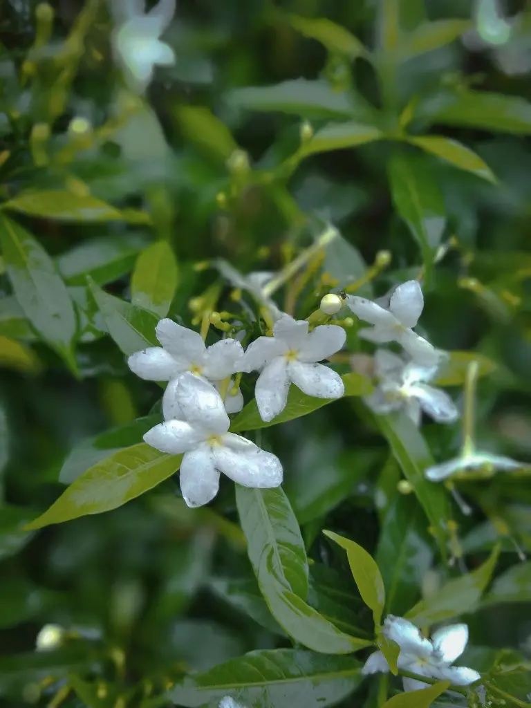 unsplash_Yo3AgpXEK68_jasmine.webp.jpg