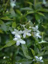 unsplash_Yo3AgpXEK68_jasmine.webp.jpg