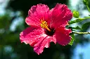 unsplash_U-3A244f0fc_hibiscus.webp