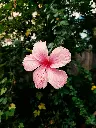 unsplash_tbOi2cFlgUE_hibiscus.webp.jpg
