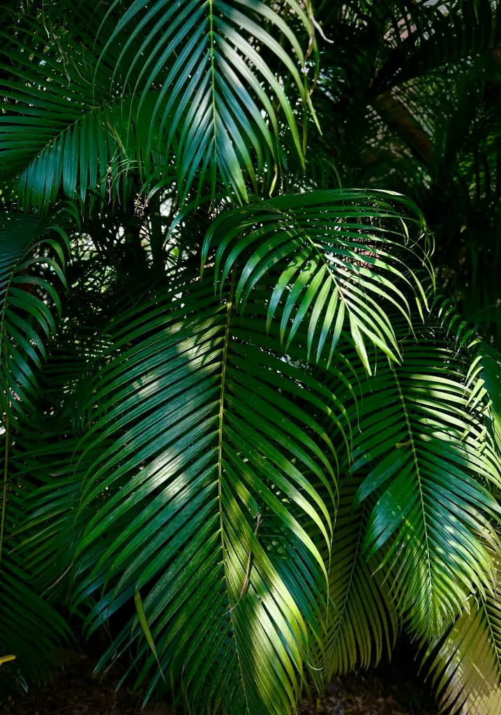 unsplash_UBevveJr9Xo_areca palm.webp