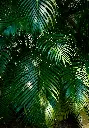 unsplash_UBevveJr9Xo_areca palm.webp