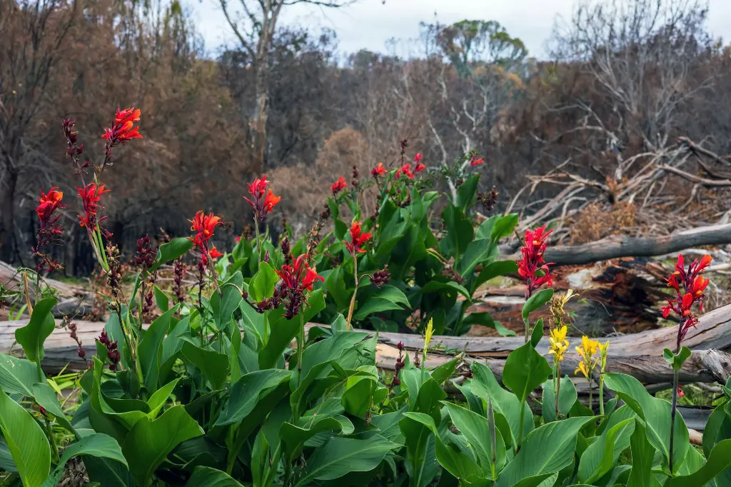 unsplash_lyGYIJrlVF4_canna lily.webp