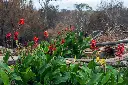unsplash_lyGYIJrlVF4_canna lily.webp