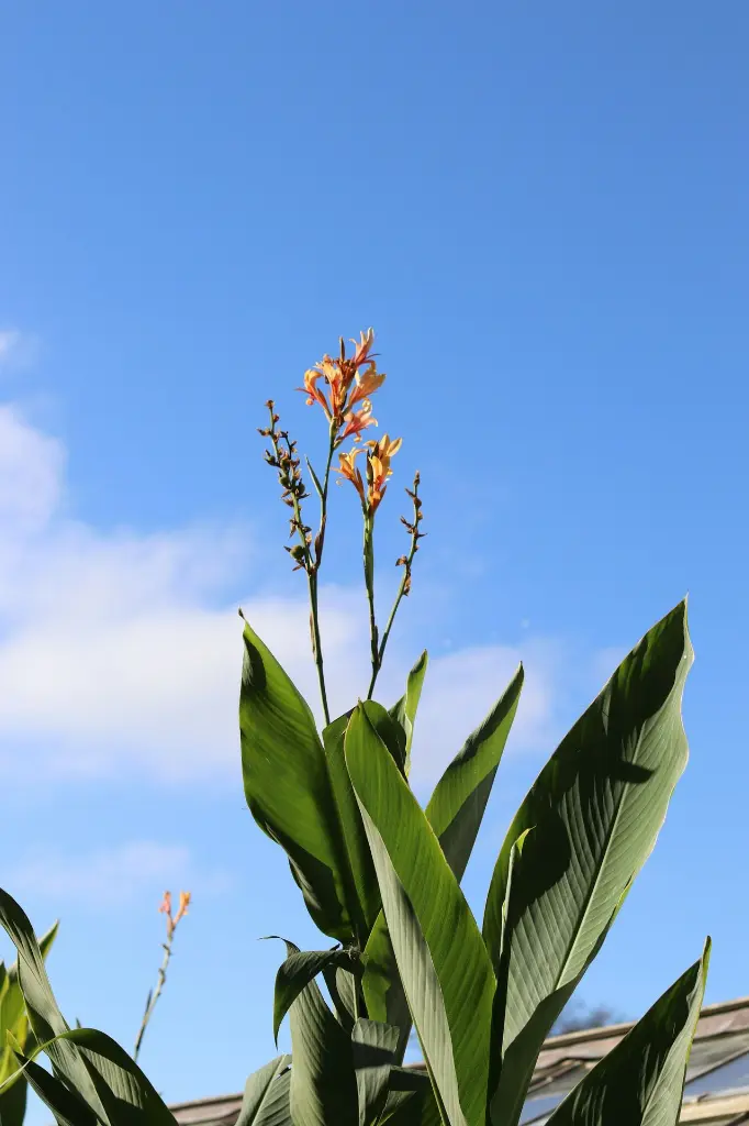 unsplash_PneWT_1XPAQ_canna lily.webp.jpg