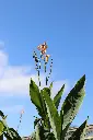 unsplash_PneWT_1XPAQ_canna lily.webp.jpg