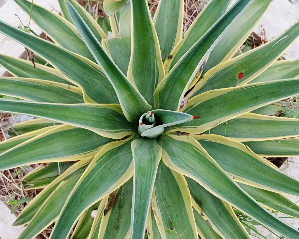 unsplash_ws-uFMQsanc_false agave.webp