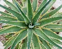 unsplash_ws-uFMQsanc_false agave.webp