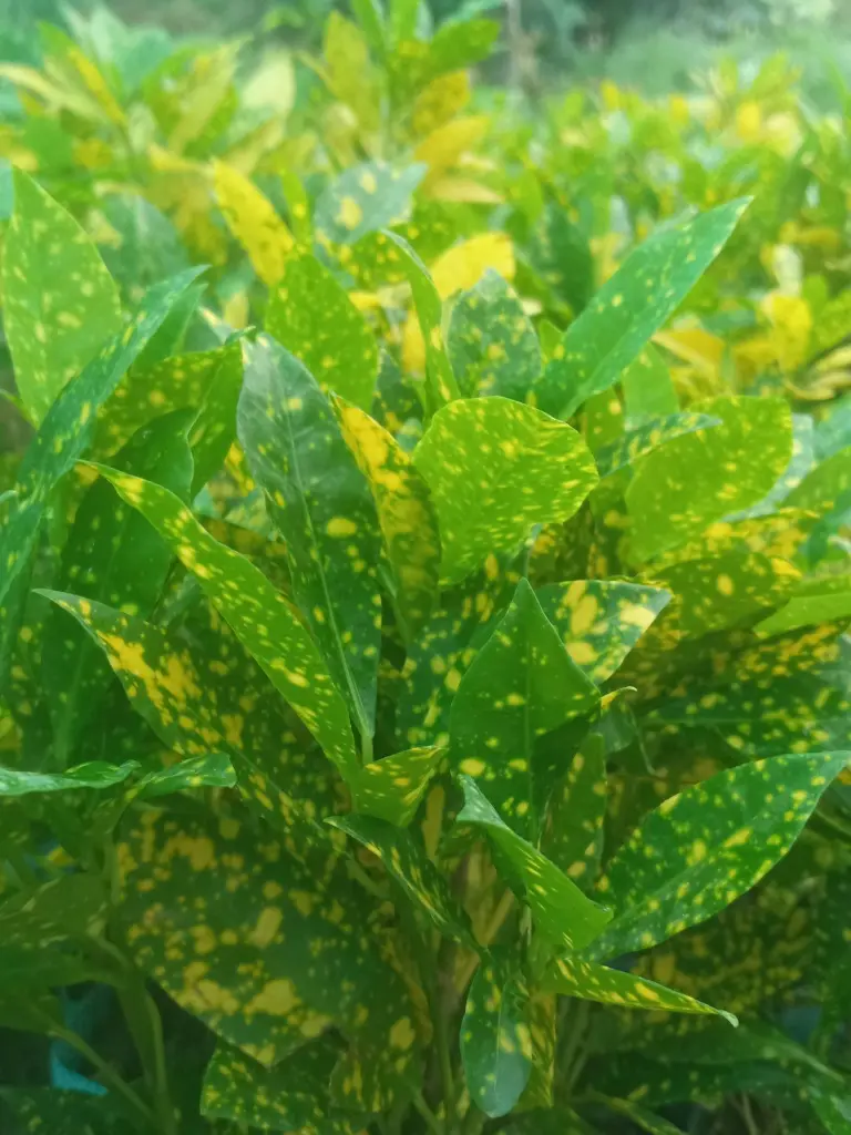 unsplash_xIbHOgT57Dc_croton.webp