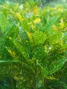 unsplash_xIbHOgT57Dc_croton.webp