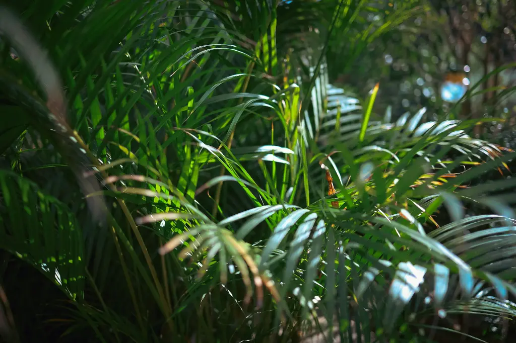 unsplash_NlDou0x_W3E_areca palm.webp.jpg