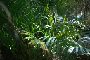 unsplash_NlDou0x_W3E_areca palm.webp.jpg