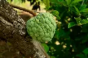 unsplash_Fg1-9dLR2NE_custard apple.webp