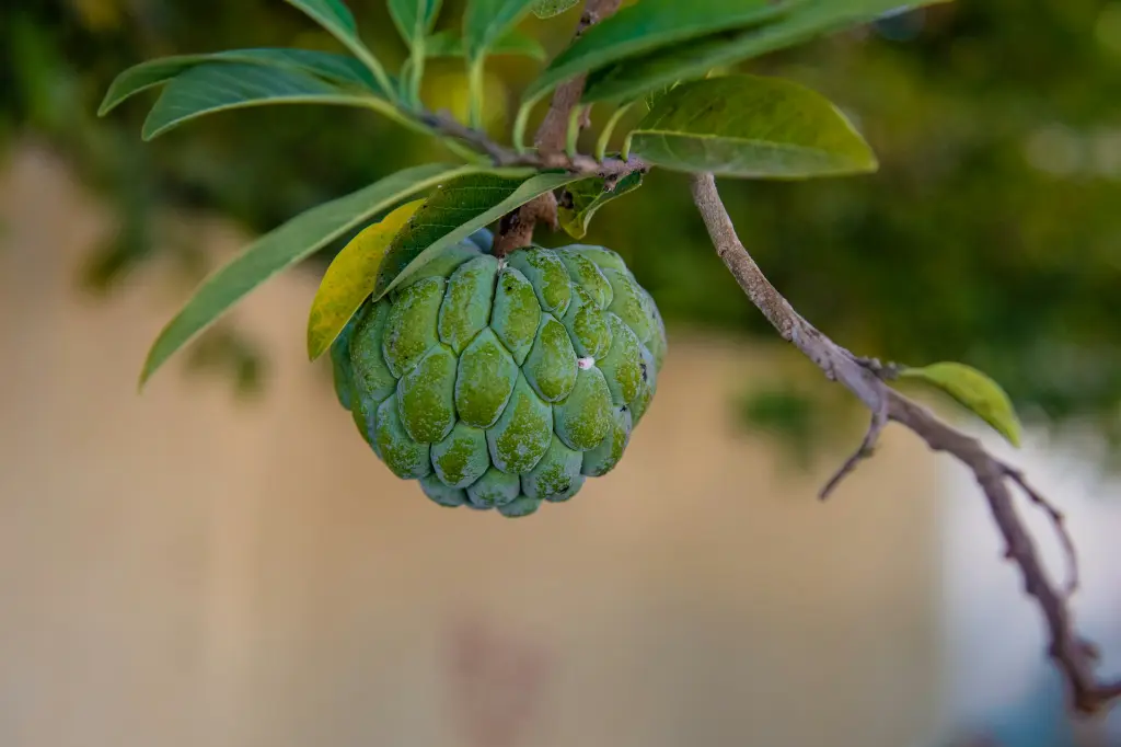 unsplash_DmULZGZVkTE_custard apple.webp.jpg
