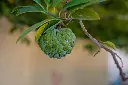 unsplash_DmULZGZVkTE_custard apple.webp.jpg