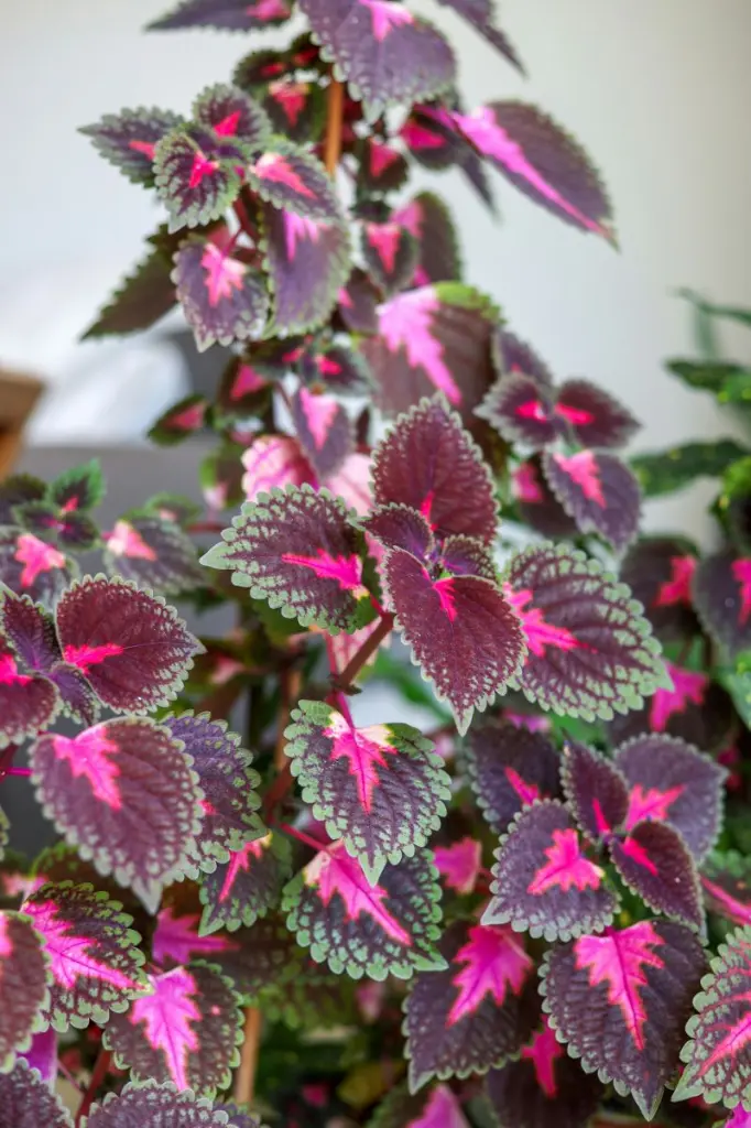 Coleus