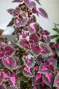 Coleus