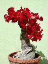 Desert Rose