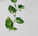unsplash__KDmDDrPcA4_money plant.webp