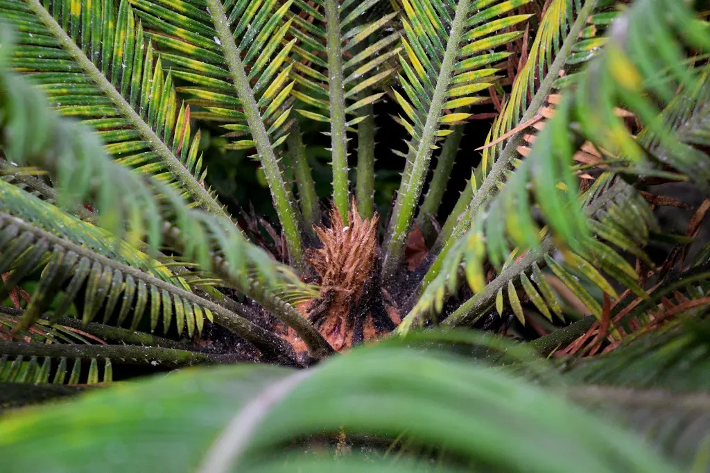unsplash_pKUTdyuCHxk_sago palm.webp