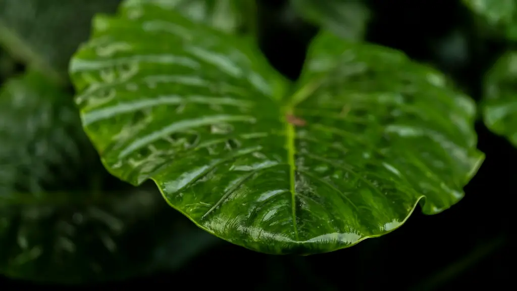 unsplash_idsyuaZJqI4_taro plant.webp