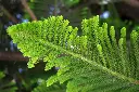 unsplash_CtdFP4-KRQk_norfolk island pine.webp
