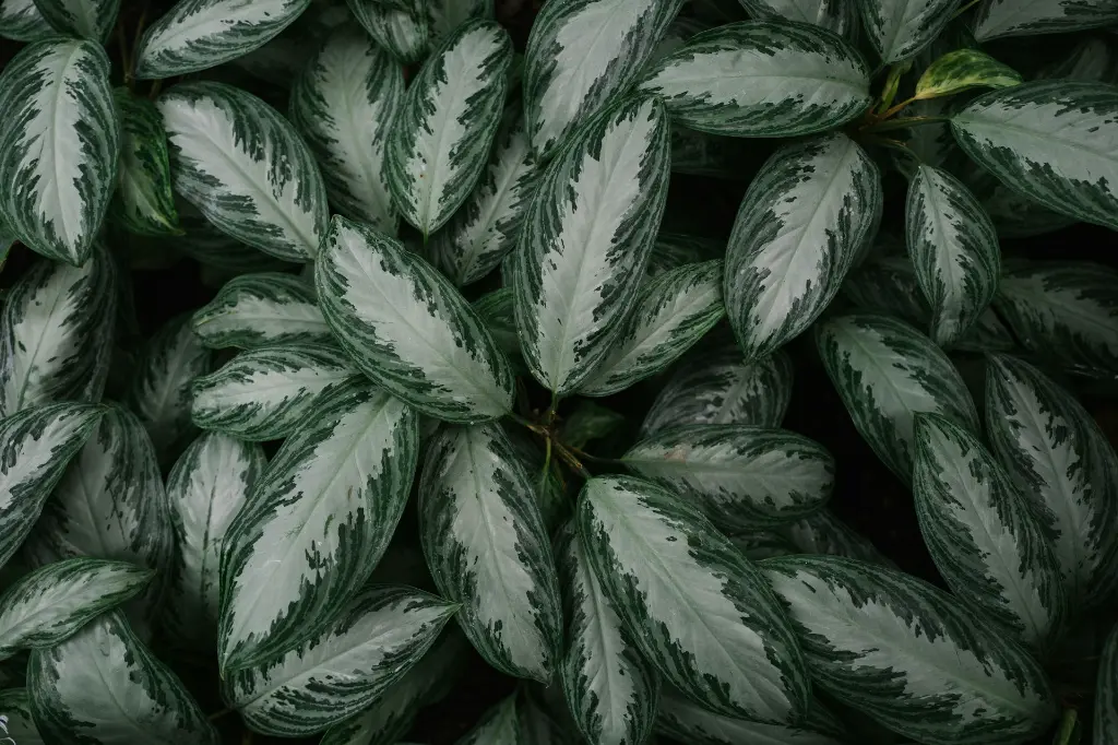 unsplash_AF9XdaUXWIA_chinese evergreen var sliver queen.webp