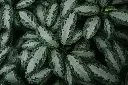 unsplash_AF9XdaUXWIA_chinese evergreen var sliver queen.webp