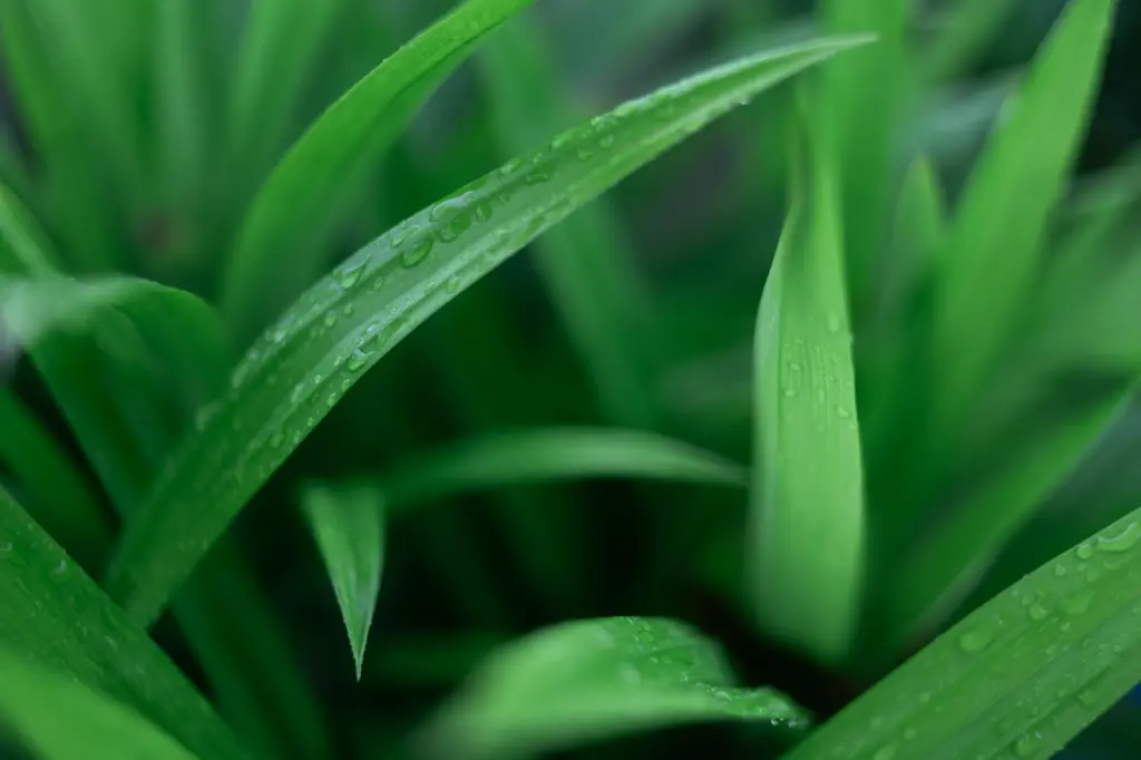 unsplash_7-ZG_irR8mc_pandan plant.webp