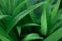 unsplash_7-ZG_irR8mc_pandan plant.webp