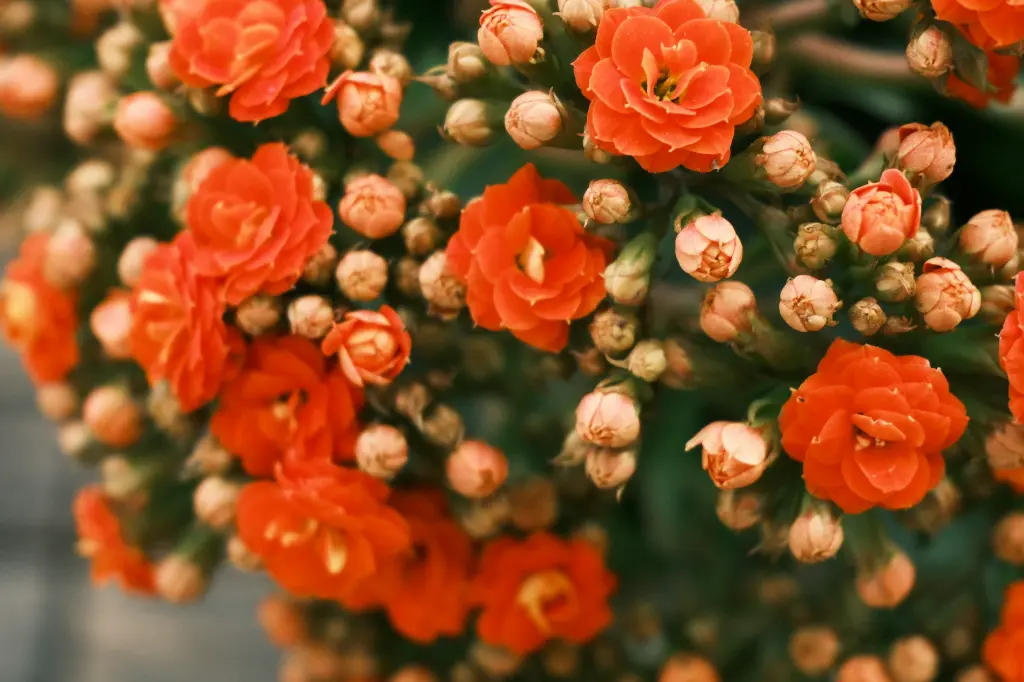 unsplash_7Oy0baFKY1Q_kalanchoe.webp.jpg